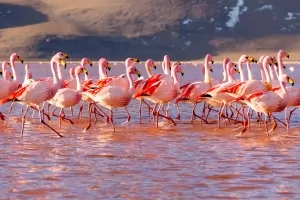 Laguna Colorada Flamingoes thumbnail